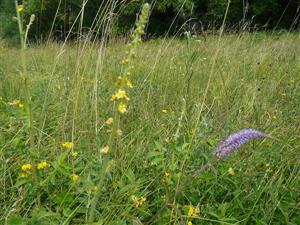 Pohľad na Pseudolysimachion orchideum 